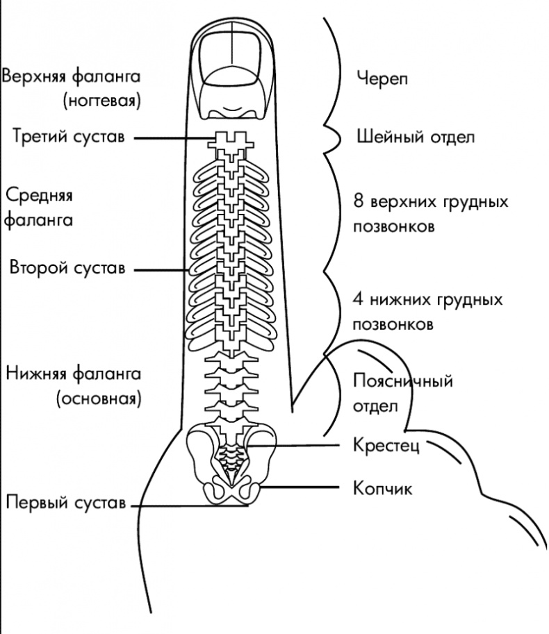 Су-Джок лечит. Мигрень, кашель, боль в спине, тяжесть в желудке