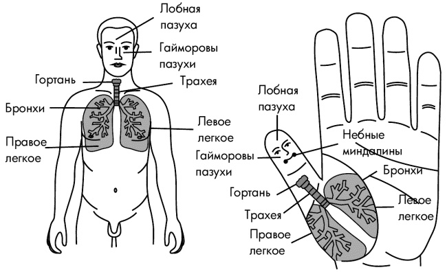 Су-Джок лечит. Мигрень, кашель, боль в спине, тяжесть в желудке