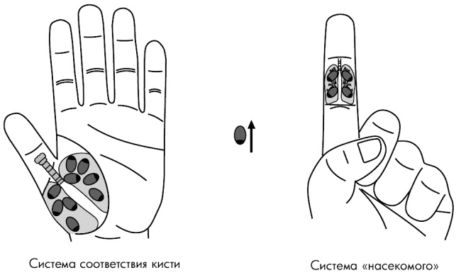 Су-Джок лечит. Мигрень, кашель, боль в спине, тяжесть в желудке