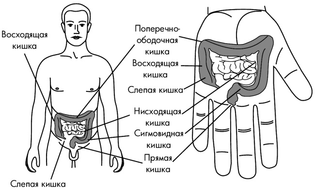 Су-Джок лечит. Мигрень, кашель, боль в спине, тяжесть в желудке