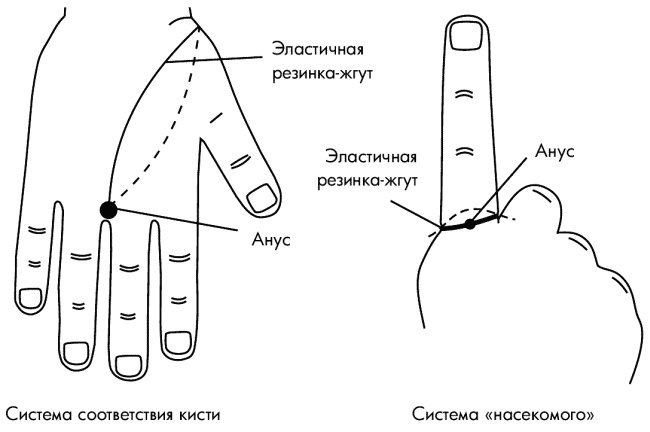 Су-Джок лечит. Мигрень, кашель, боль в спине, тяжесть в желудке