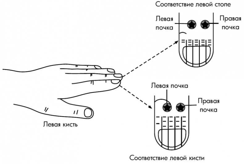 Су-Джок лечит. Мигрень, кашель, боль в спине, тяжесть в желудке