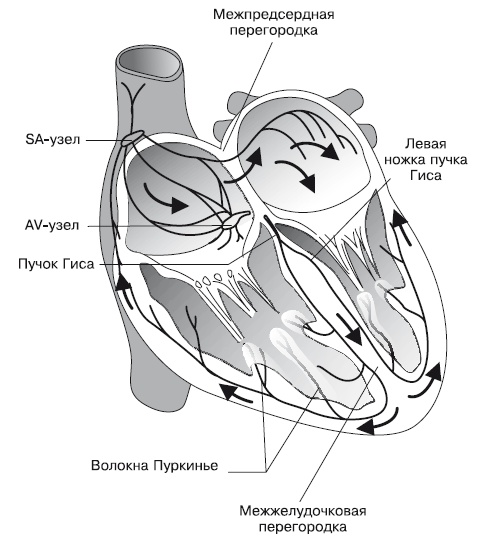 Что показывает кардиограмма