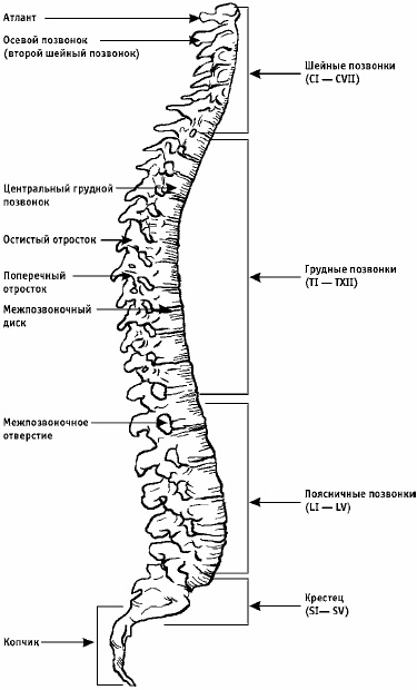 Заболевания позвоночника. Карманный справочник