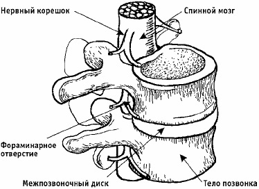 Заболевания позвоночника. Карманный справочник