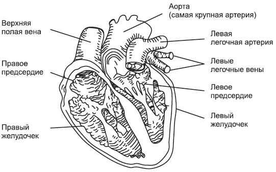 Чистка сосудов и крови