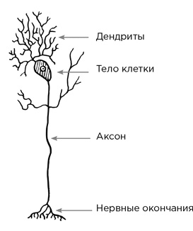 Биология добра и зла. Как наука объясняет наши поступки