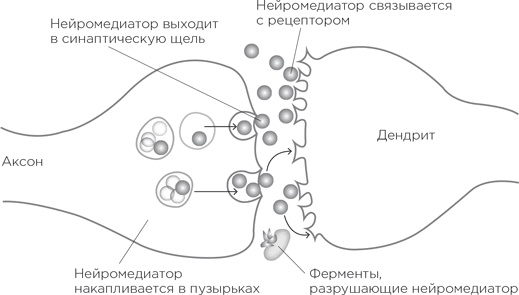 Биология добра и зла. Как наука объясняет наши поступки