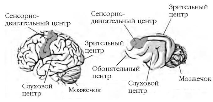 Как воспитать вашу кошку