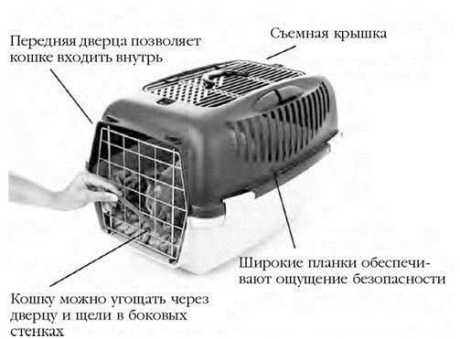 Как воспитать вашу кошку