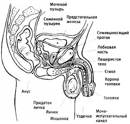 Любовь и секс. Как мы ими занимаемся. Прямой репортаж из научных лабораторий, изучающих человеческую сексуальность