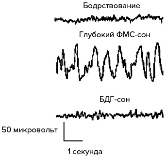 Зачем мы спим. Новая наука о сне и сновидениях