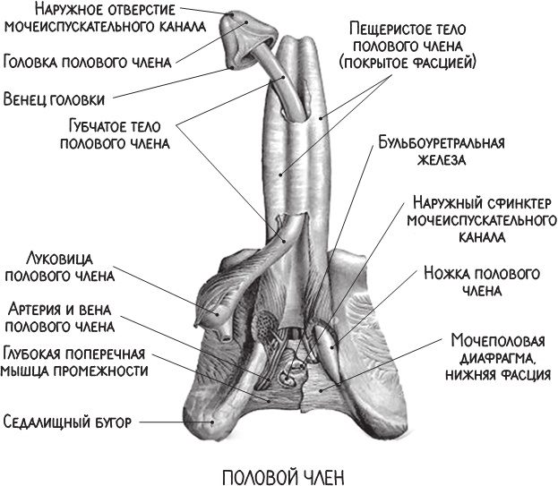 Project Woman. Тонкости настройки женского организма. Узнай, как работает твое тело