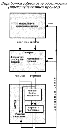 Хранители гробницы