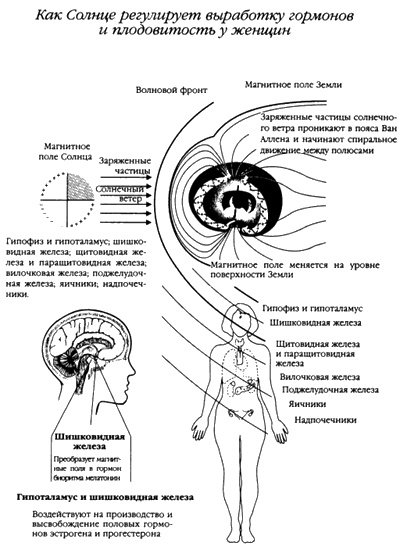 Хранители гробницы