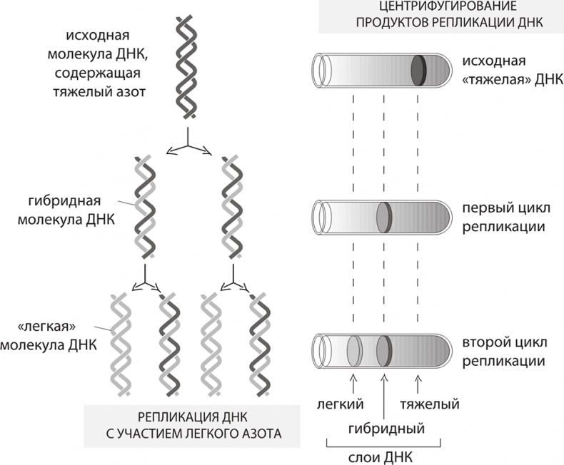 ДНК. История генетической революции