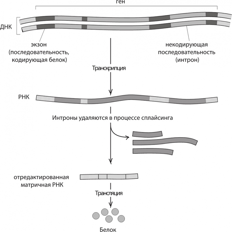 ДНК. История генетической революции