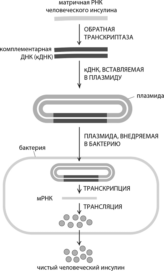 ДНК. История генетической революции