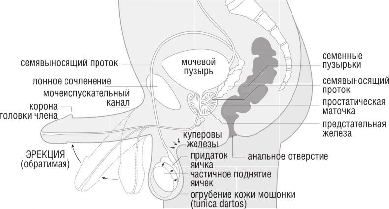 ОН. Интимный разговор про тот самый орган