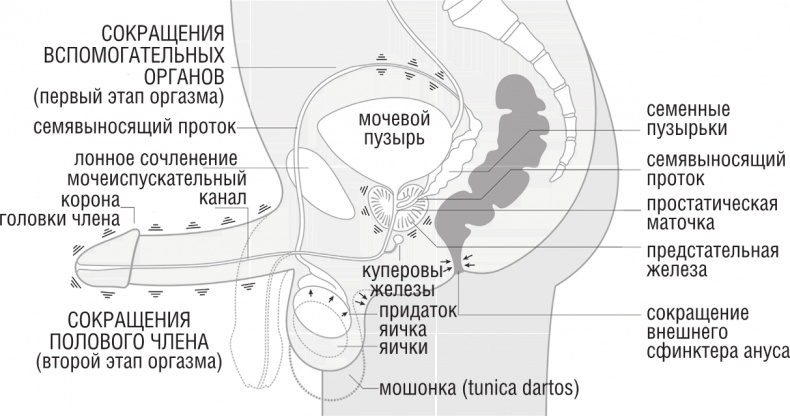 ОН. Интимный разговор про тот самый орган