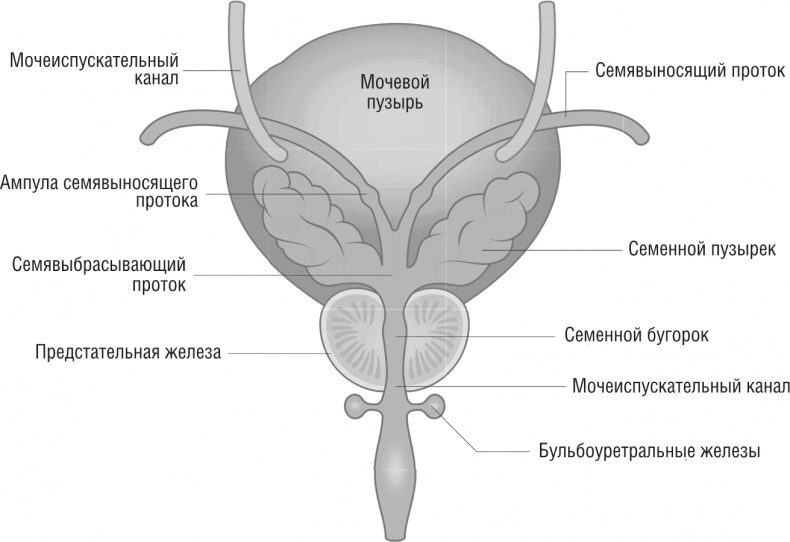 ОН. Интимный разговор про тот самый орган