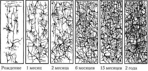 Когнитивная психология