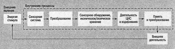 Когнитивная психология