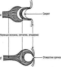 Когнитивная психология