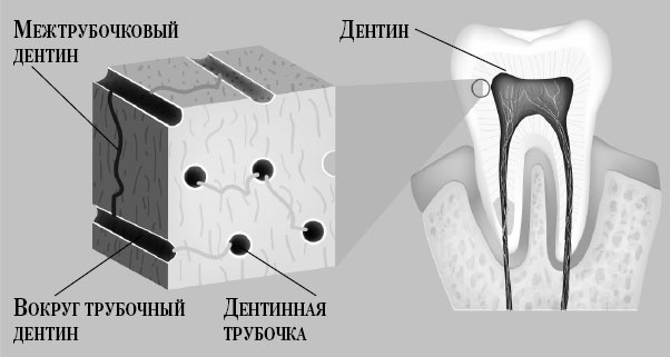 Злые зубы