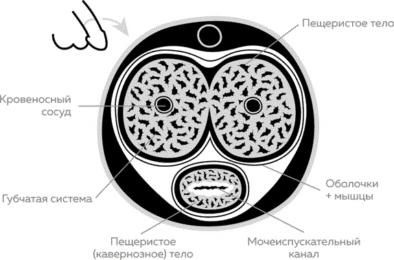 Мужское здоровье. Как у вас с ним?