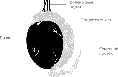 Мужское здоровье. Как у вас с ним?