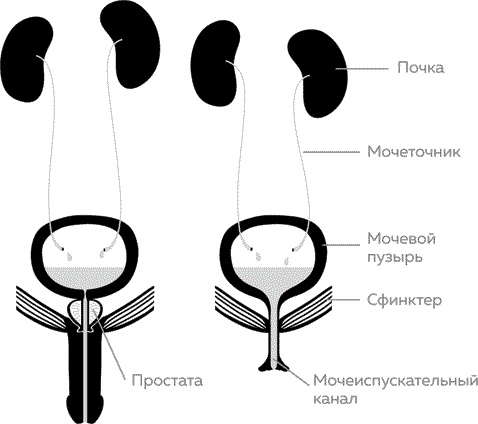 Мужское здоровье. Как у вас с ним?