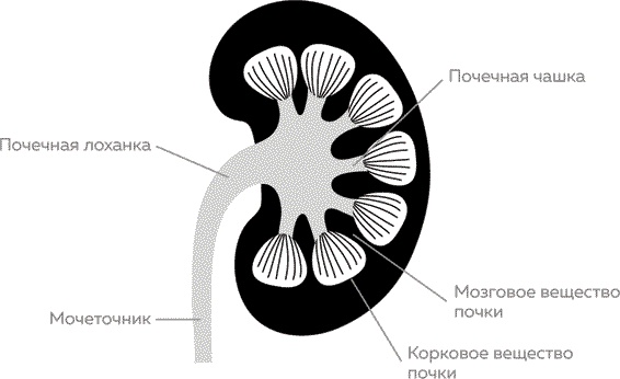 Мужское здоровье. Как у вас с ним?