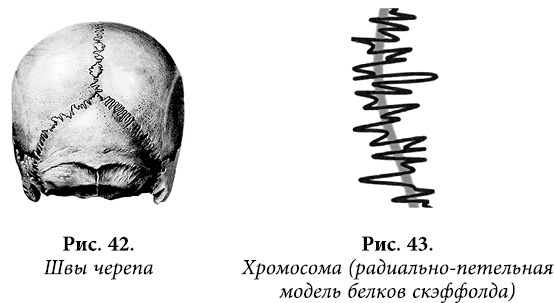 Квантовая биомеханика тела. Методика оздоровления опорно-двигательного аппарата человека. Часть 1