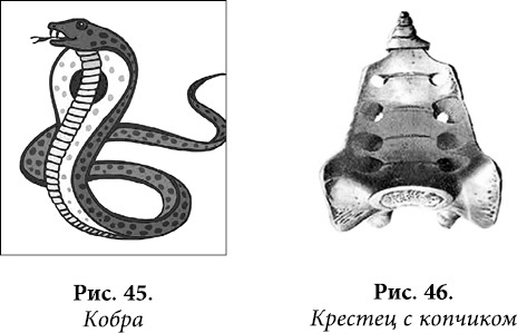 Квантовая биомеханика тела. Методика оздоровления опорно-двигательного аппарата. Часть 2