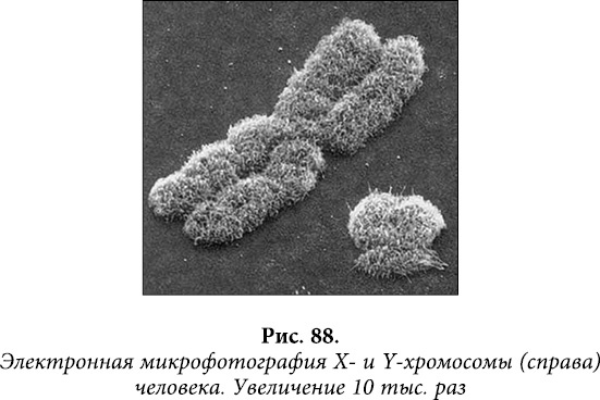 Квантовая биомеханика тела. Методика оздоровления опорно-двигательного аппарата. Часть 2