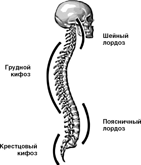 Система Осьмионика. Самомоделирование осанки. Коррекция верхней половины тела