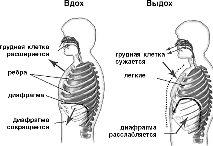 Система Осьмионика. Самомоделирование осанки. Коррекция верхней половины тела