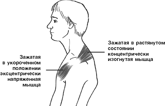 Система Осьмионика. Самомоделирование осанки. Коррекция верхней половины тела