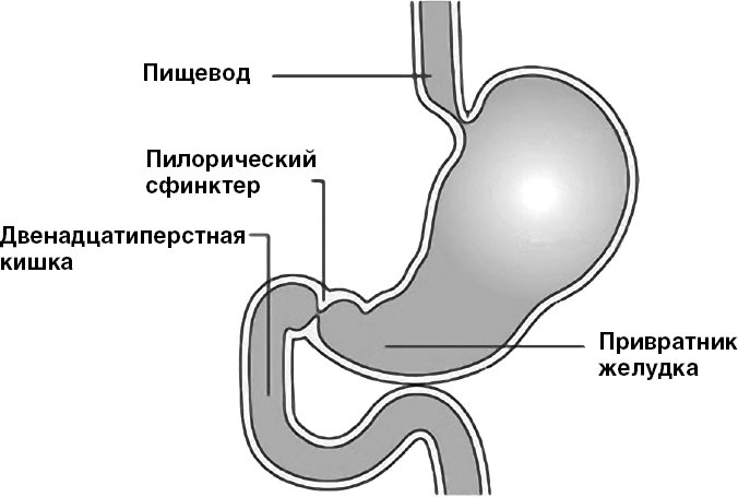 Система Осьмионика. Самомоделирование осанки. Коррекция верхней половины тела