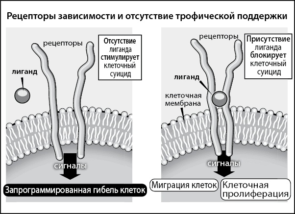 Нестареющий мозг