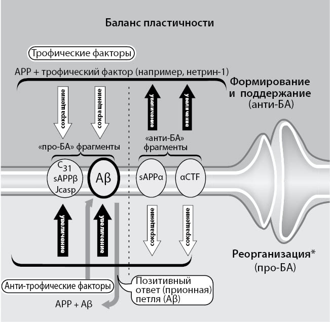 Нестареющий мозг