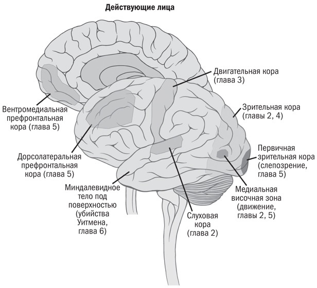 Инкогнито. Тайная жизнь мозга