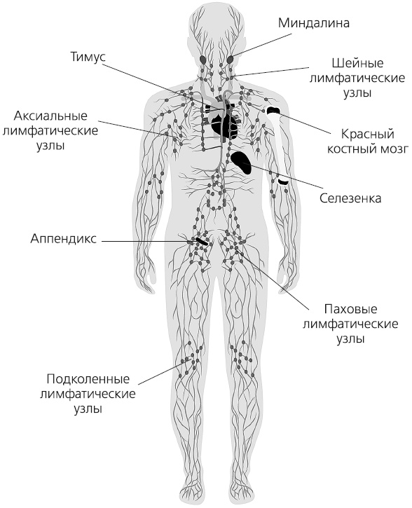 Как работает иммунитет