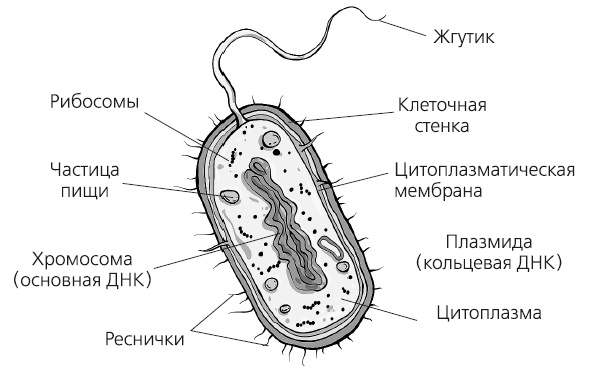 Как работает иммунитет