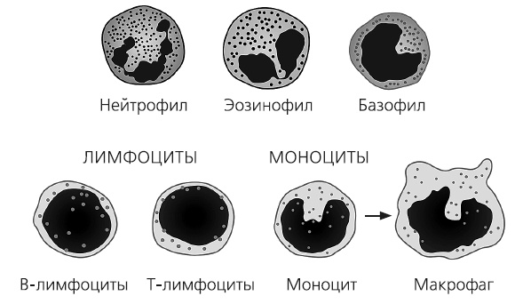 Как работает иммунитет