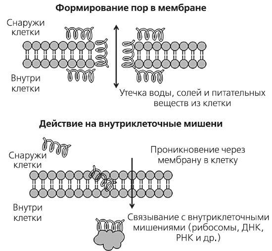 Как работает иммунитет