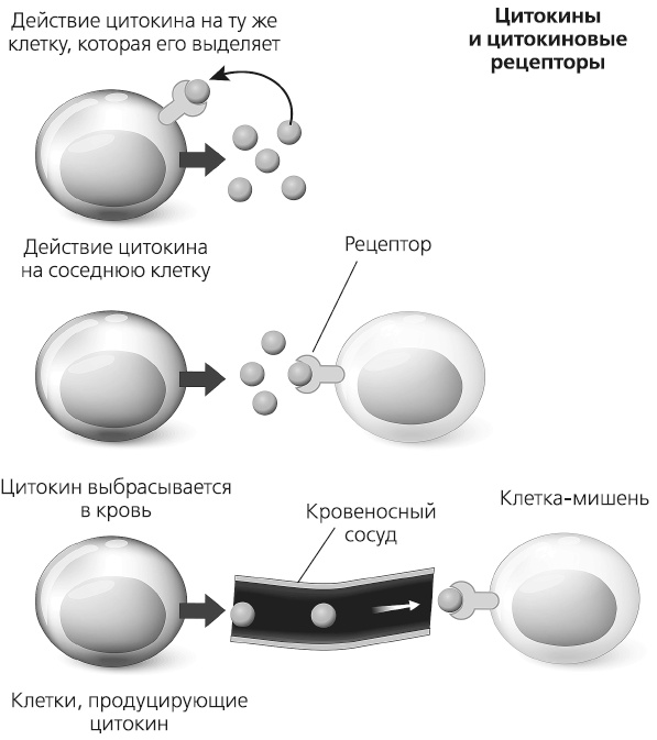 Как работает иммунитет