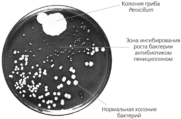 Как работает иммунитет