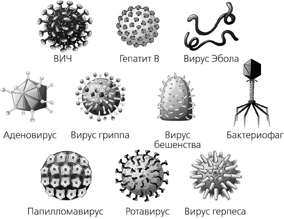 Как работает иммунитет